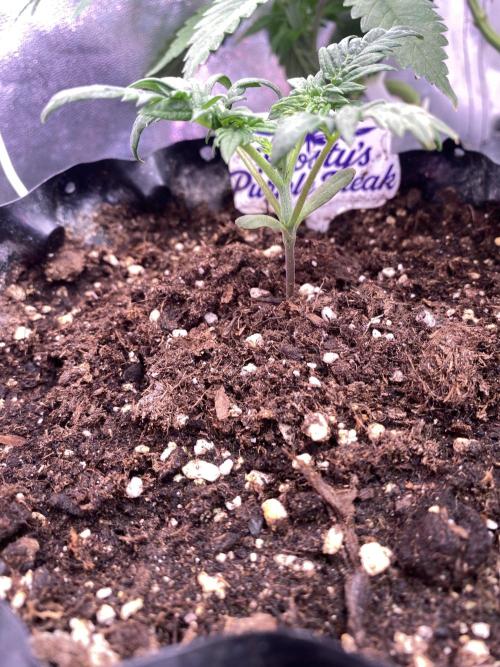 Frostys Freak goes Purple. Week 2