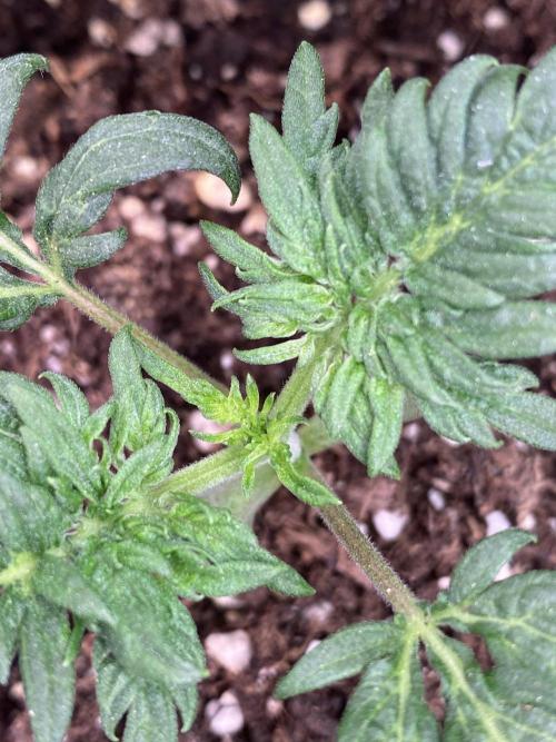 Frostys Freak goes Purple. Week 2