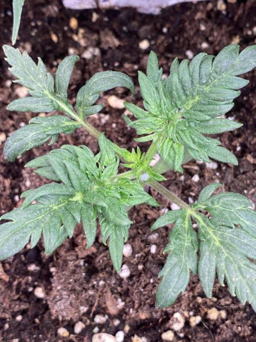 Frostys Freak goes Purple. Week 2