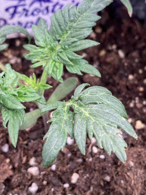 Frostys Freak goes Purple. Week 2