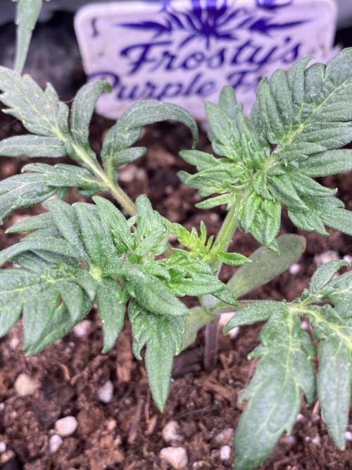 Frostys Freak goes Purple. Week 2