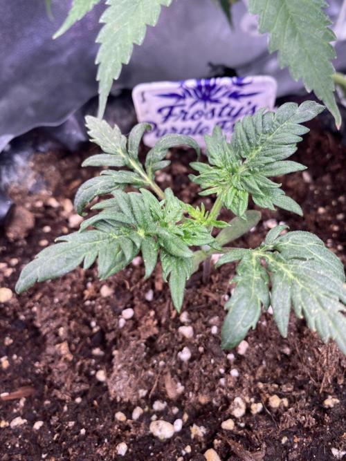 Frostys Freak goes Purple. Week 2