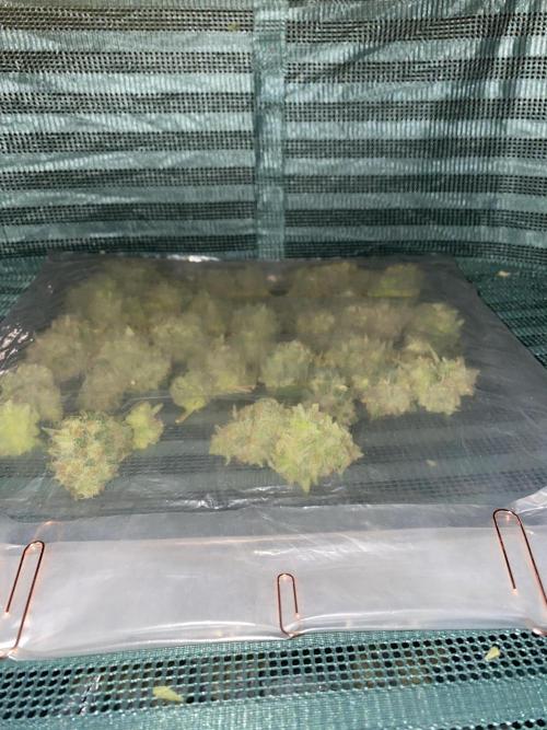 Luke Skywalker?. Week 12