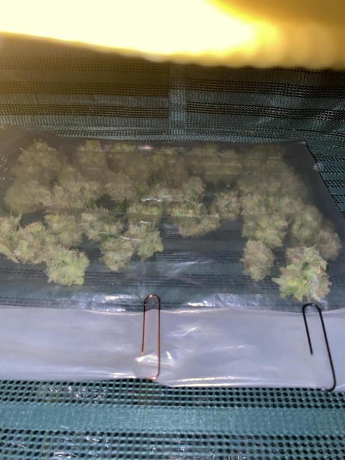 Luke Skywalker?. Week 12