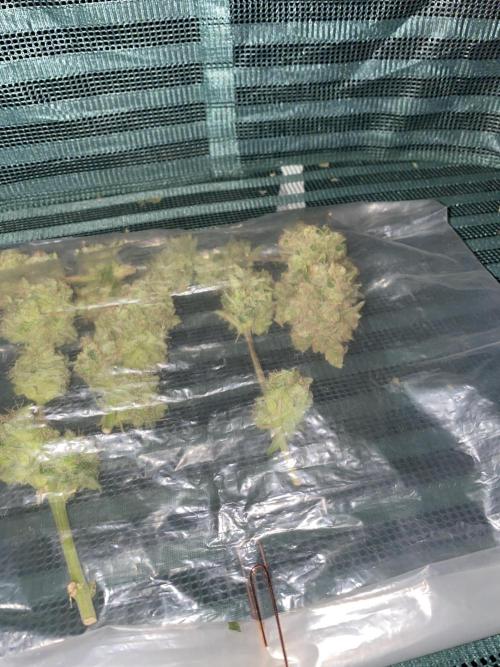 Luke Skywalker?. Week 12