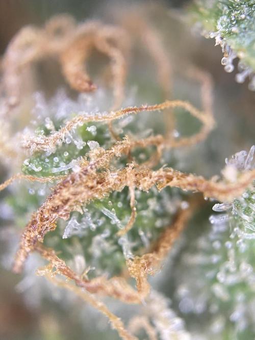 Luke Skywalker?. Week 12