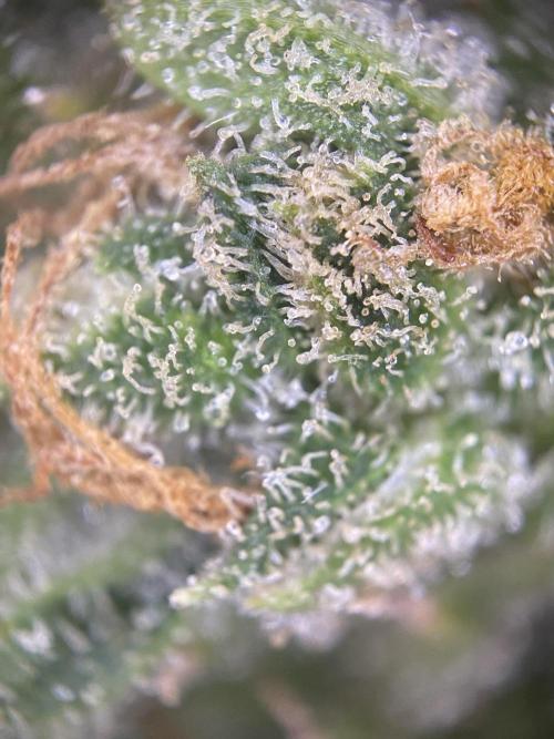 Luke Skywalker?. Week 12