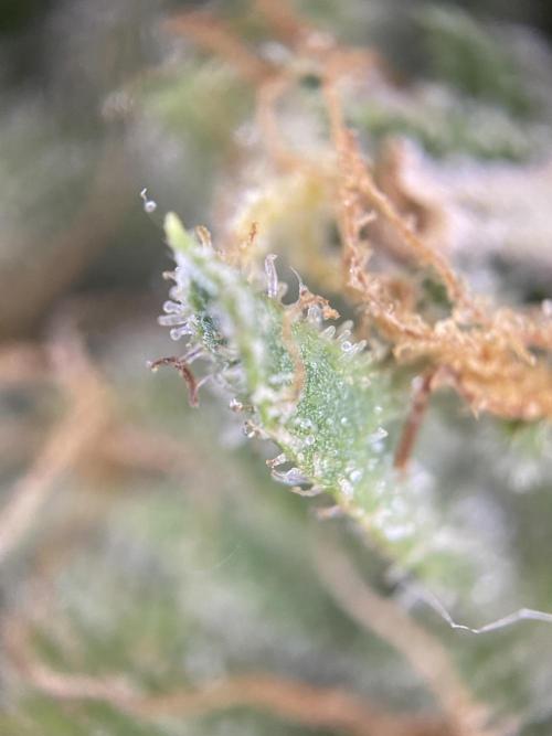 Luke Skywalker?. Week 12