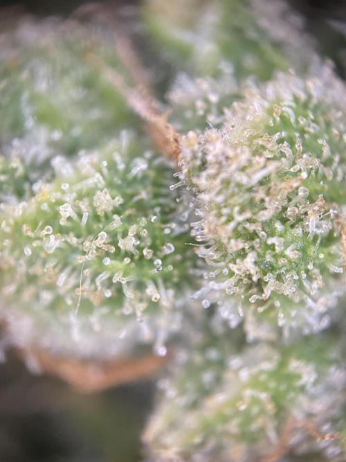 Luke Skywalker?. Week 12