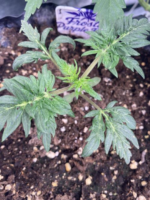 Frostys Freak goes Purple. Week 2