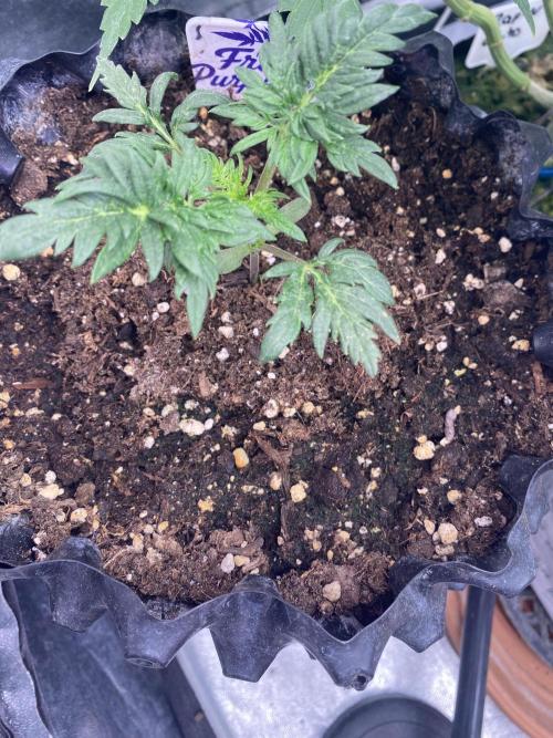Frostys Freak goes Purple. Week 2