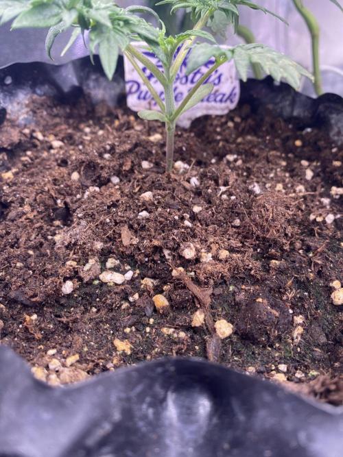 Frostys Freak goes Purple. Week 2
