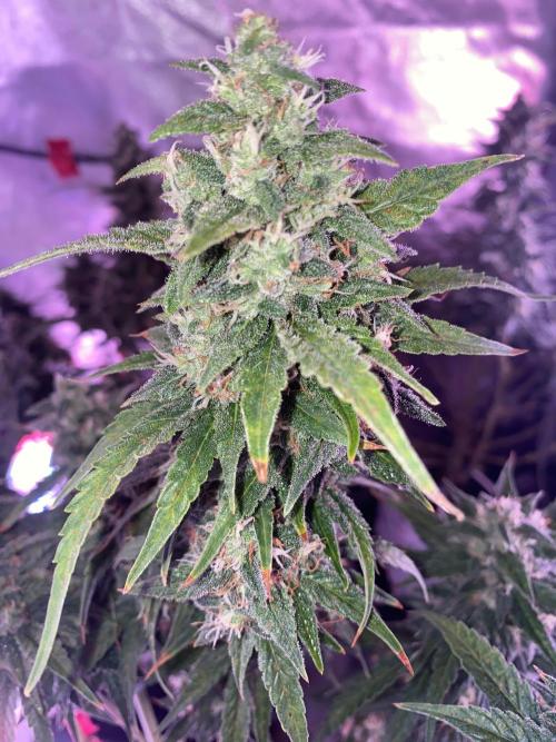 New Strain is coming. Week 7