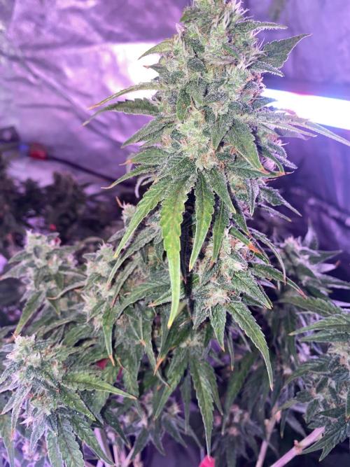 New Strain is coming. Week 7