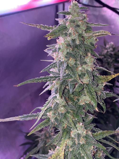 New Strain is coming. Week 7