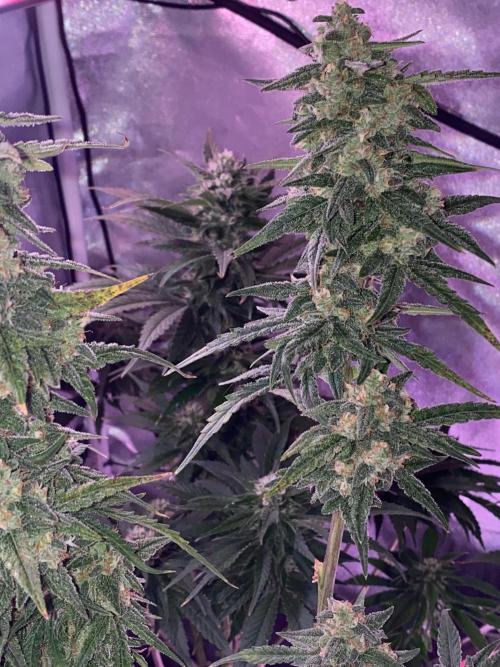 New Strain is coming. Week 7