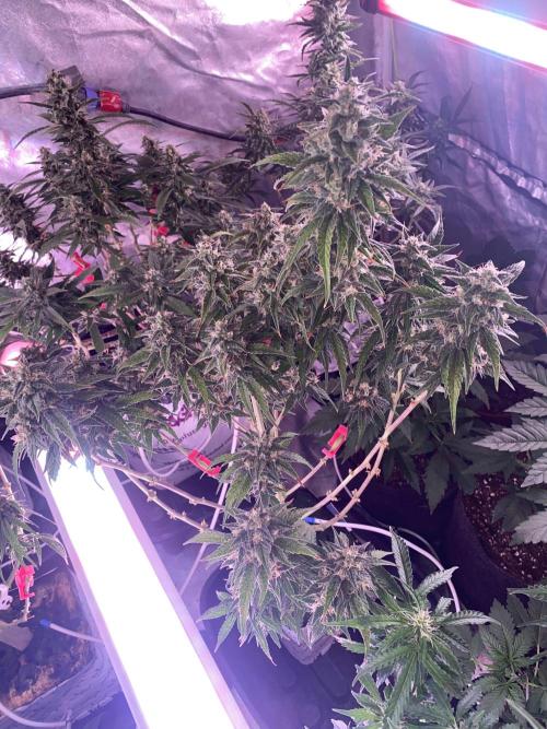 New Strain v3. Week 8