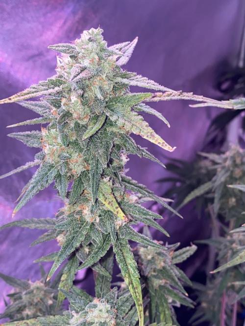 New Strain v3. Week 8