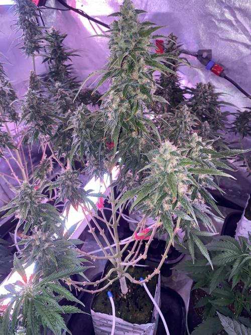 New Strain v2. Week 9