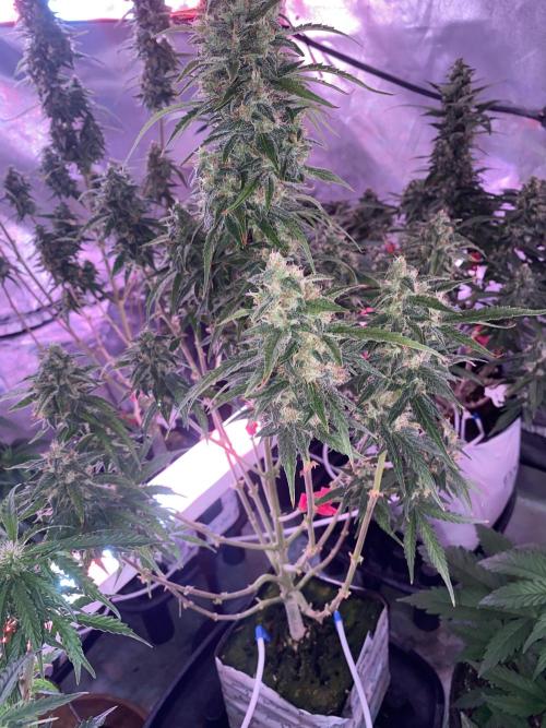 New Strain v2. Week 9