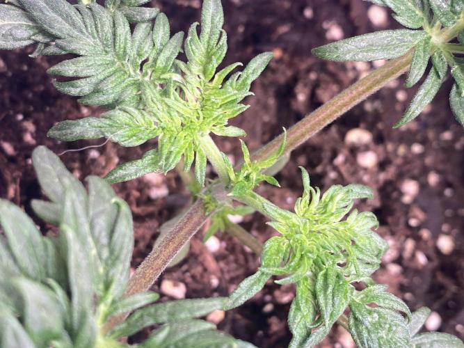 Frostys Freak goes Purple. Week 3