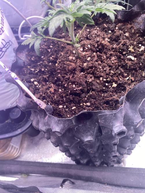 Frostys Freak goes Purple. Week 3