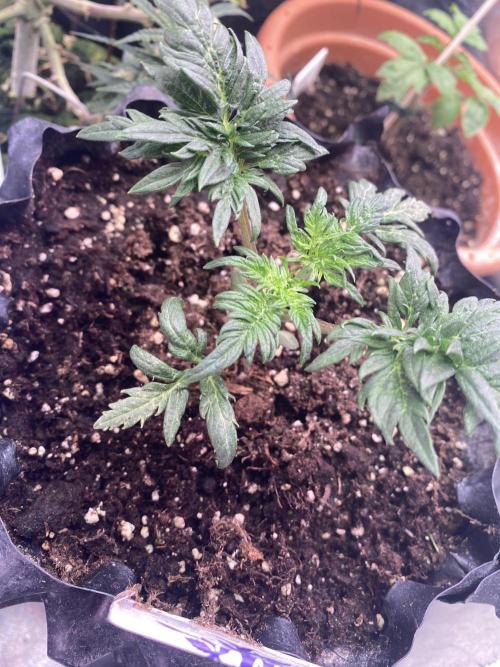 Frostys Freak goes Purple. Week 3