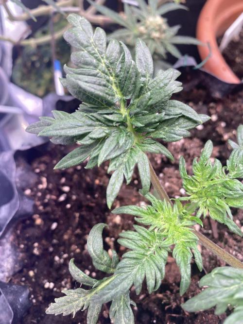 Frostys Freak goes Purple. Week 3