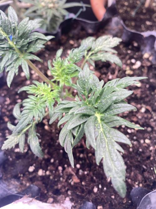Frostys Freak goes Purple. Week 3
