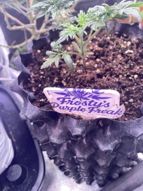 Frostys Freak goes Purple. Week 3