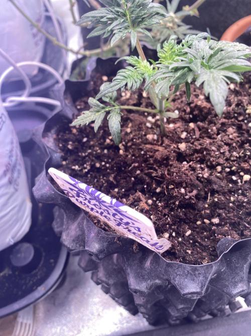 Frostys Freak goes Purple. Week 3