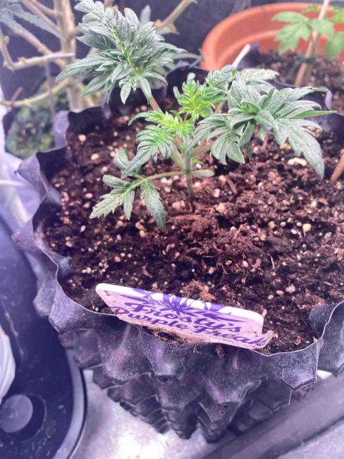 Frostys Freak goes Purple. Week 3
