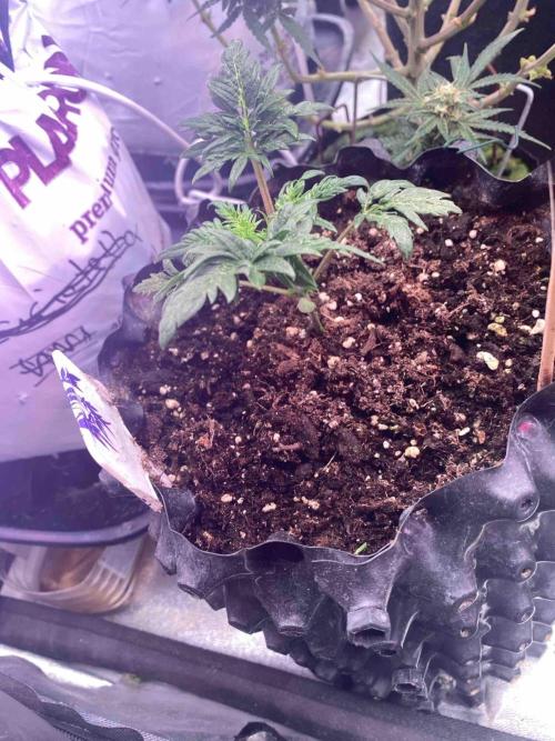 Frostys Freak goes Purple. Week 3