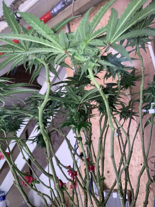 HFCS test run 5. Week 13