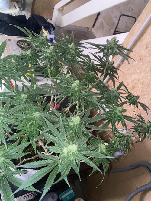 HFCS test run 5. Week 13