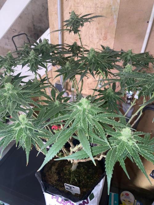 HFCS test run 5. Week 13