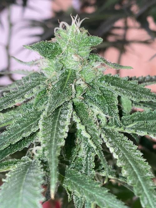 HFCS test run 5. Week 13