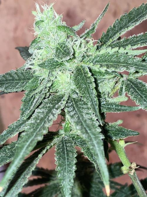 HFCS test run 5. Week 13