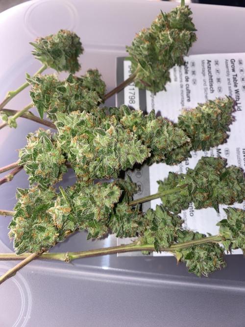 New Strain v2. Week 10
