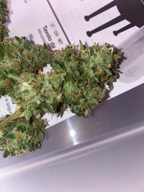 New Strain v2. Week 10