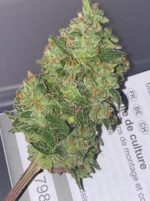 New Strain v2. Week 10