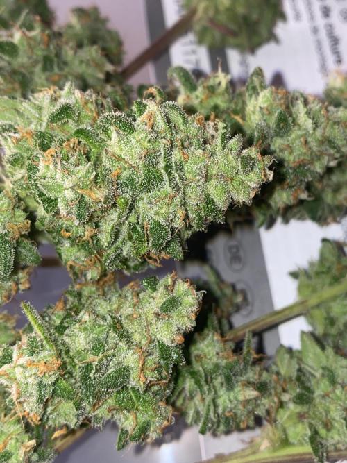New Strain v2. Week 10