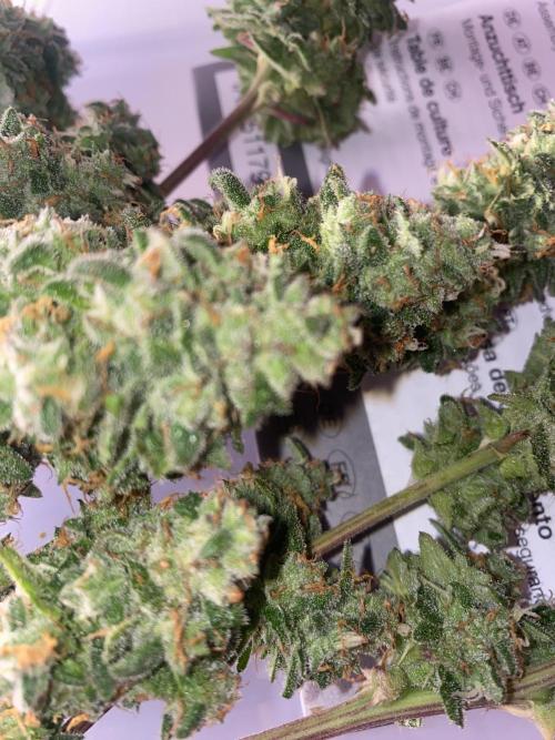 New Strain v2. Week 10