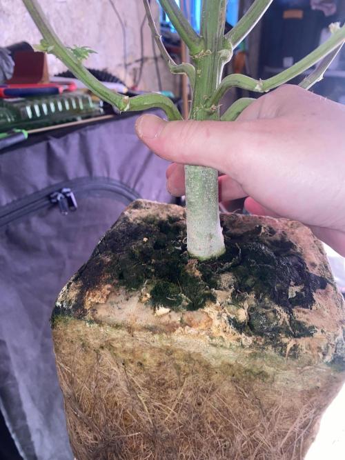 New Strain v2. Week 10