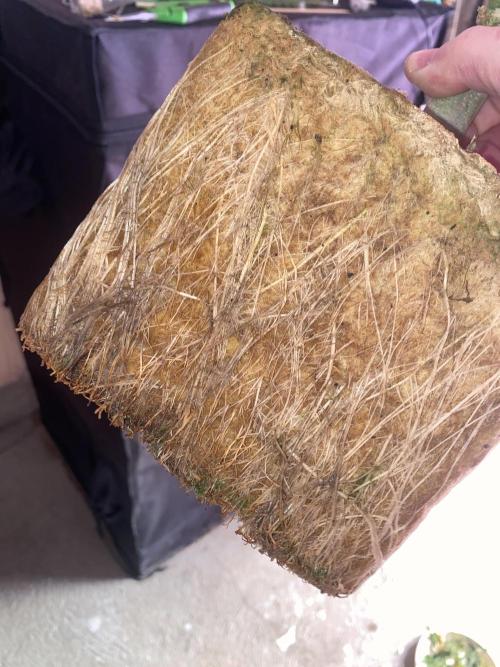 New Strain v2. Week 10