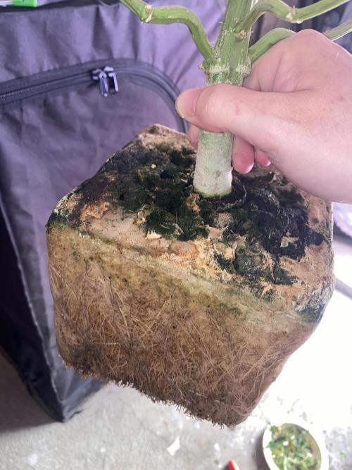 New Strain v2. Week 10