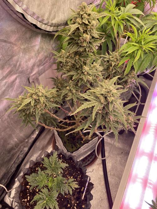 New Strain v3. Week 9