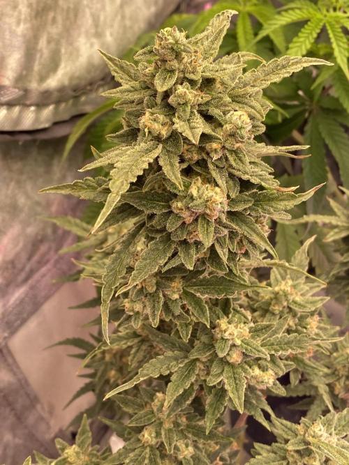 New Strain v3. Week 9