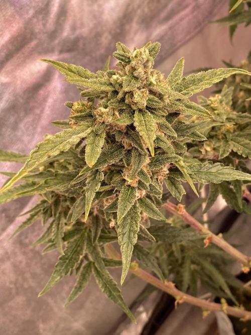 New Strain v3. Week 9