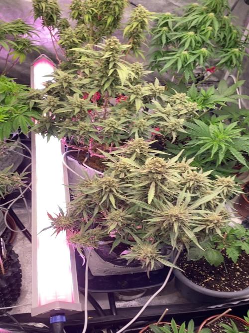 New Strain v3